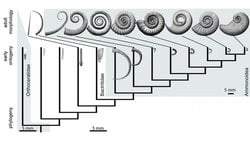 Mikrotəkamül və Macrotəkamül: Yumşaq, Lakin Stabil Bir Dəyişiklik...