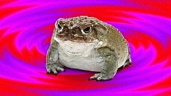 Bufotenin ve Halüsinojenik Kurbağalar: Kafayı Bulmak İçin, Bir Kurbağanın Kulağının Arkasından Salgılanan Zehri Yalar mıydınız?