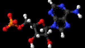 Adenozin monofosfat