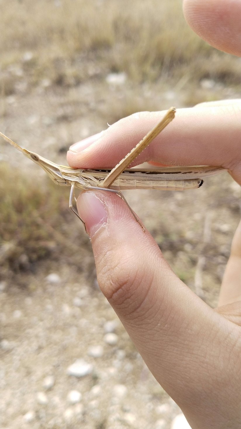 Çin çekirgesi(hiçbir zarar verilmemiştir)