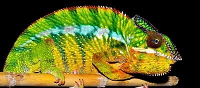 Fotonik Kristaller: Bazı Canlılara Renklerini Veren Yapılar