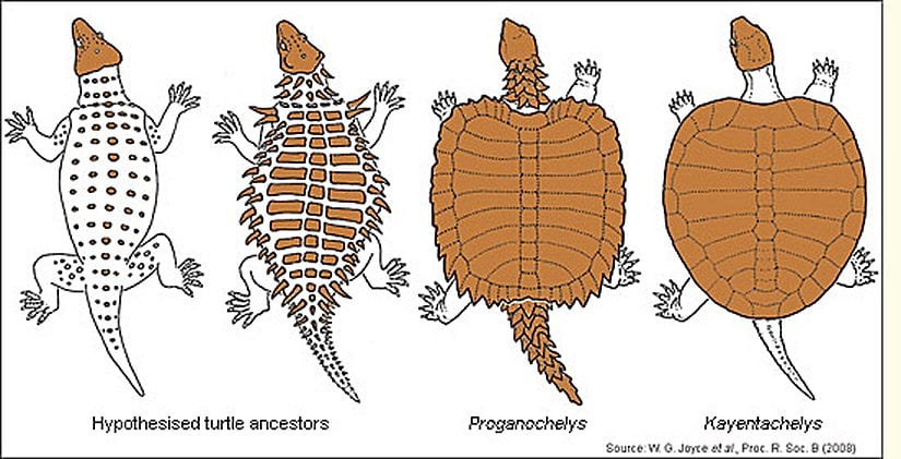 Kabuğun (karapaks) evrimini gösteren bir çalışma.