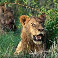 Residents terrified after lions escape from Kruger National Park