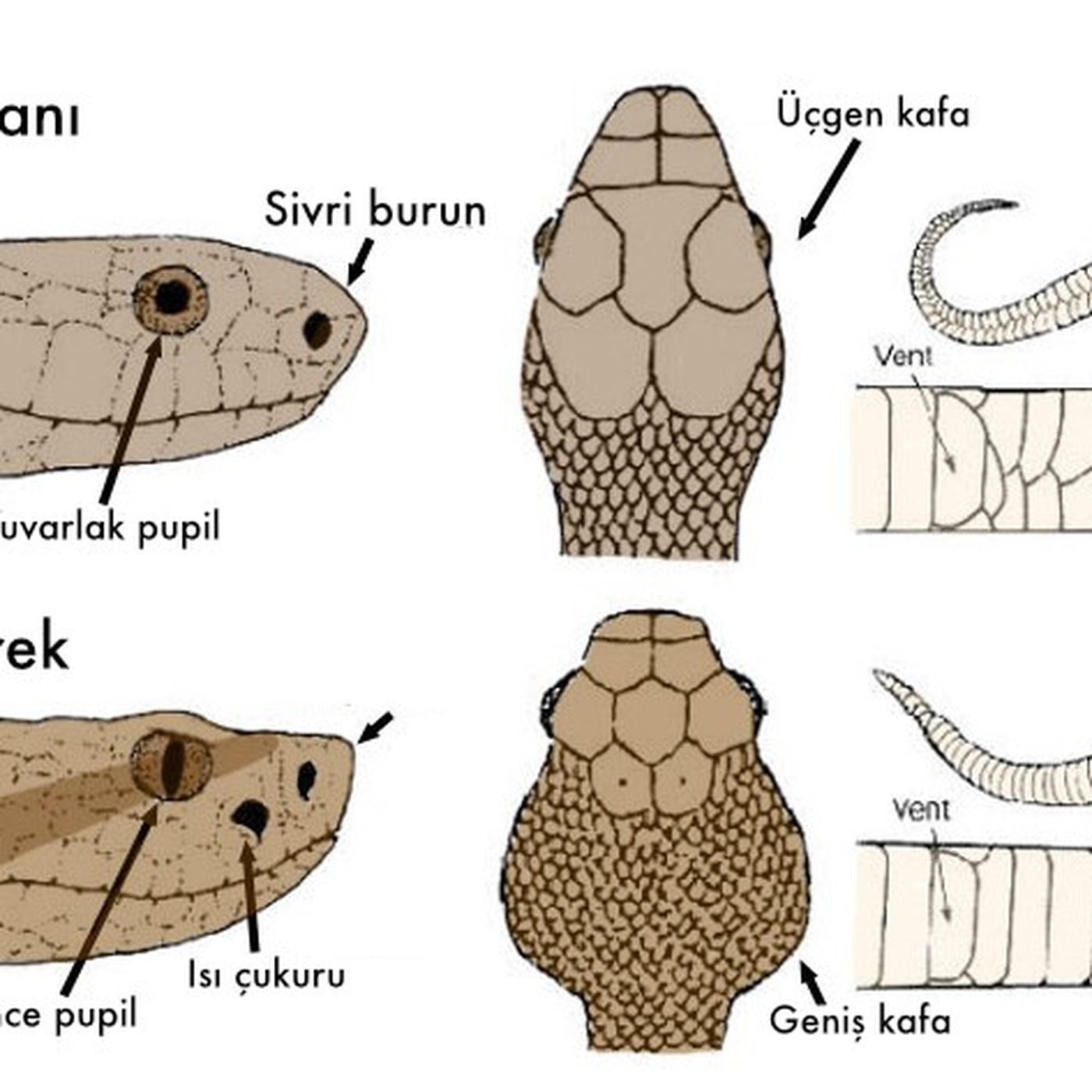 Zehirli ve Zehirsiz Yılanlar Dış Görünüşten Ayırt Edilebilir mi?
