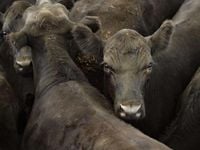 US cattle numbers reveal major shift in beef supply outlook