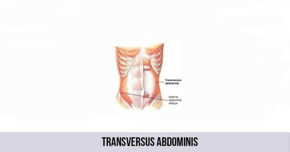 Transversus Abdominis