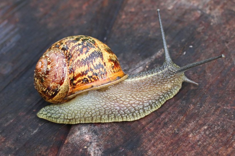 Cornu aspersum, a land snail commonly found in gardens. In English texts, it has been classified under the name Helix aspersa for over two centuries, but the classification of Cornu aspersum has prevailed.