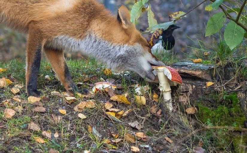 Bu harika fotoğrafta, Vulpes vulpes türü bir kızıl tilkinin Amanita cinsinden olduğu düşünülen bir mantarı yemeye çalışması görülüyor! Normalde etçil bir diyete sahip olan kızıl tilkiler, ezici çoğunlukla tavşanlar, kuşlar, sürüngenler ve omurgasızlarla beslenmektedir. Ancak çok nadiren de olsa meyve ve mantar yiyebildikleri bilinmektedir.