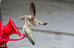 Şekerli Yemlikler, Anna Sinekkuşlarının Evrimini Hızlandırıyor!