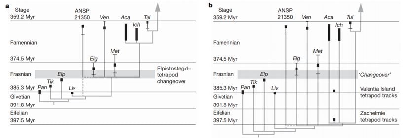 Keşiften önceki ve sonraki filogenetik tablolar (Figür 2). Tablolarda görülen yatay gri şerit, fosil kayıtlarına göre Elpistostegalia sınıfının (Tiktaalik ve benzerlerinin dahil olduğu sınıf) yerini tetrapodlara verdiği zamanı gösteriyor. 2a, şu ana kadar kabul gören filogenetik tabloyu; 2b de, yeni keşfin tabloya etkisini göstermektedir. Gri şeridin nasıl boşa çıktığı görülebilir. Siyah barlar, henüz kesin belirlenmemiş olan tarihler için kullanılmıştır. Kısaltmalar: Pan, Panderichthys; Tik, Tiktaalik; Elp, Elpistostege; Liv, Livoniana; Elg, Elginerpeton; Ven, Ventastega; Met, Metaxygnathus; Aca, Acanthostega; Ich, Ichthyostega; Tul, Tulerpeton. ANSP 21350, tanımlanamayan bir humerus kemiği.