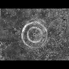 Süpernova 1987A’nın Genişleyen Işık Yankıları