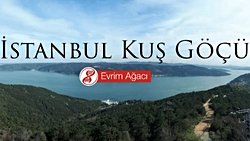 İstanbul Kuş Göçü Gözlemi