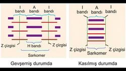 Çizgili kasların kasılma mekanizması