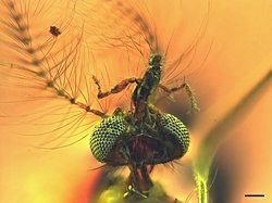 En Eski Sivrisinek Fosili Kan Emici Bir Sürprizle Geliyor.