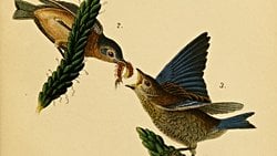 Oyun Teorisi: Evrimsel Sabit Strateji Nedir? Türler Arası Biyolojik Etkileşimler Nasıl Evrimleşir?