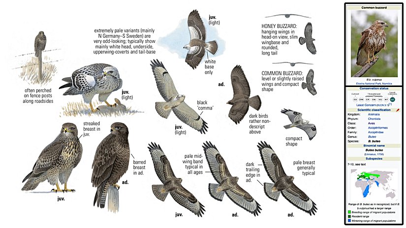 Sol tarafta Collin's Bird Guide'dan, sağ tarafta Wikipedia'dan alınan şahin (Buteo buteo) infografiği ve taksonomisi.