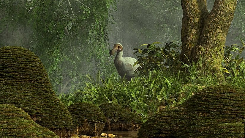 Dodo (Raphus cucullatus) illüstrasyonu.