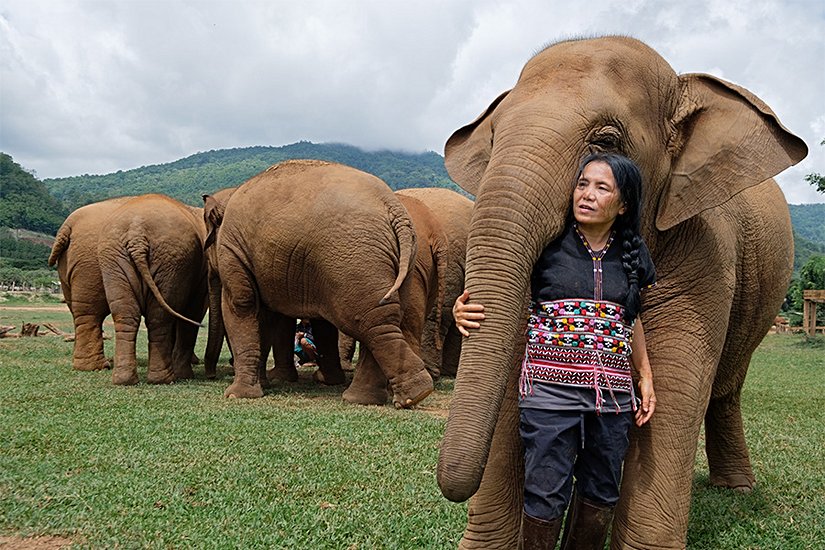 Asya filleri ve bir kadın.