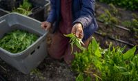 Small Michigan farms in limbo as USDA cuts funding for food banks