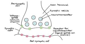 Astrocytes Play Key Role In Synapse Regulation And Learning