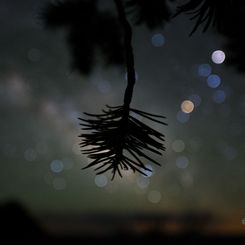  Star Colors and Pinyon Pine 