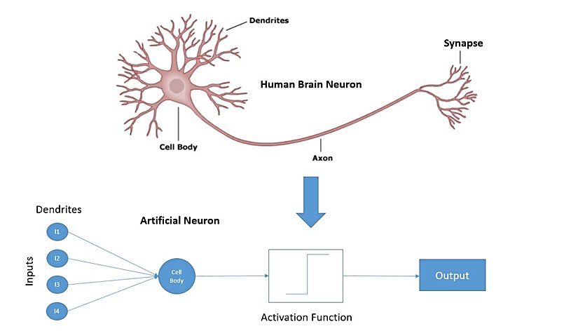 İnsan Beynindeki Nöronlar ve Yapay Sinir Ağları