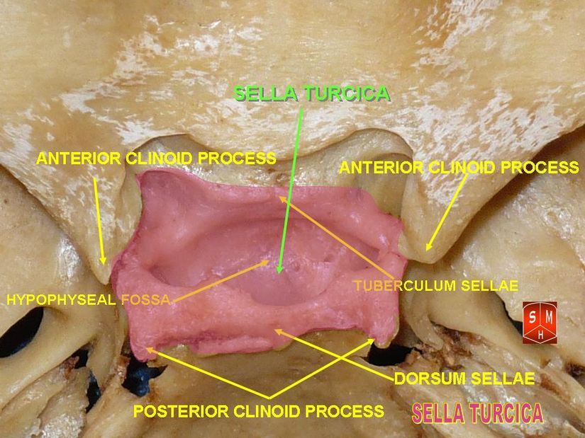 Sella Turcica bölümleri