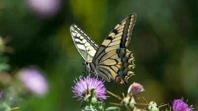 Kırlangıçkuyruk (Papilio machaon)