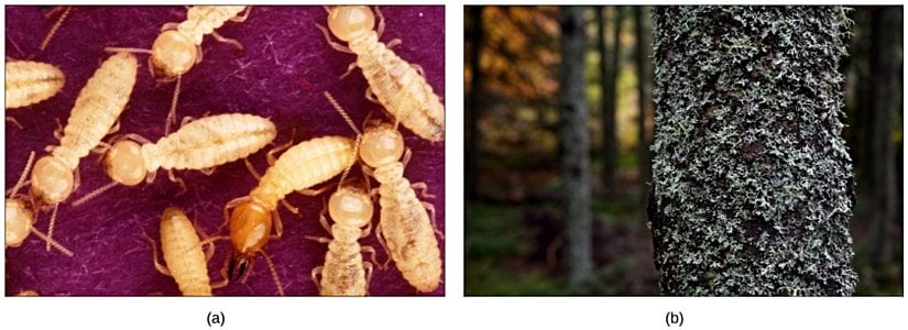 (a) Termitler, bağırsaklarında bulunan simbiyotik protozoa ile mutualistik bir ilişki içinde, her iki organizmanın da termitin sindirdiği selülozdan enerji elde etmesini sağlar. (b) Liken, yakın ilişki içinde yaşayan simbiyotik fotosentetik alglere barındıran bir tür mantardır.