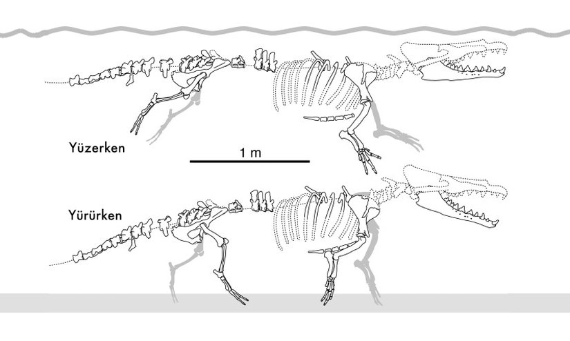 Postürünün şematize hali.