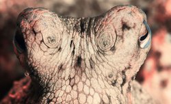 İnsanlık Sonrası Dünyanın Hakimi Ahtapotlar mı Olacak? Bilim İnsanlarından Şaşırtıcı Öngörü.