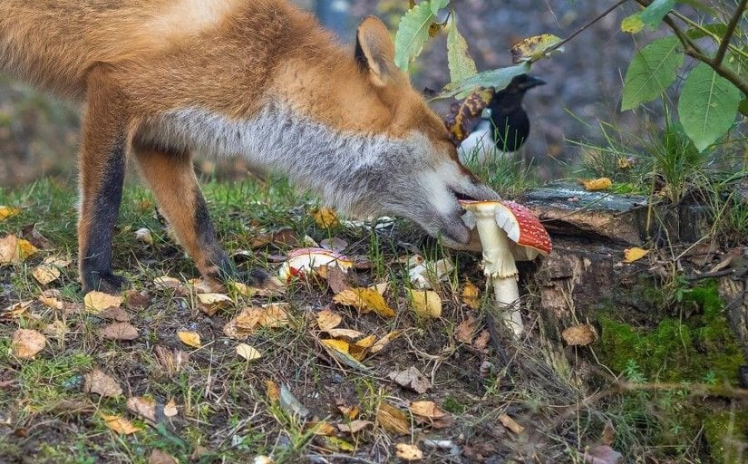 Bu harika fotoğrafta, Vulpes vulpes türü bir kızıl tilkinin Amanita cinsinden olduğu düşünülen bir mantarı yemeye çalışması görülüyor! Normalde etçil bir diyete sahip olan kızıl tilkiler, ezici çoğunlukla tavşanlar, kuşlar, sürüngenler ve omurgasızlarla beslenmektedir. Ancak çok nadiren de olsa meyve ve mantar yiyebildikleri bilinmektedir.