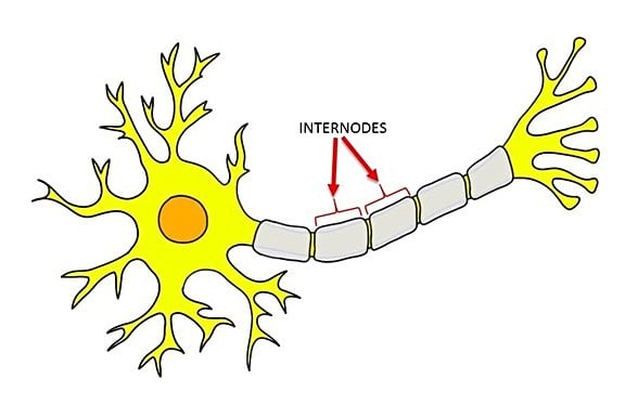 Internod (Ranvier Boğumu ve Schwann Kılıfı ilişkisi)