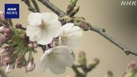 Cherry blossoms arrive on schedule in Tokyo | NHK WORLD-JAPAN News