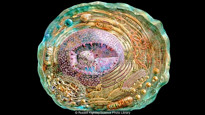 Hücre yapısı son derece girift olabilir.