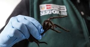 Peruvian Airport Seizes Hundreds Of Smuggled Tarantulas