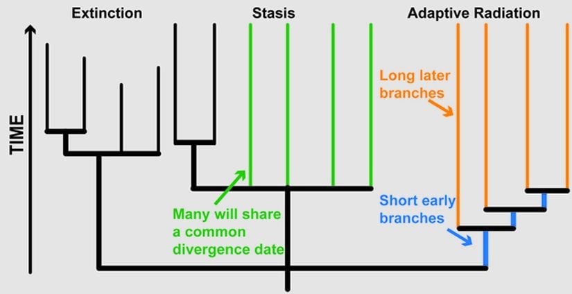 Görsel 1. Nesil tükenmeleri, adaptif radyasyonlar ve durağanlık (staz) gibi makroevrimsel model örneklerinin filogenetik ağaçta gösterimi.