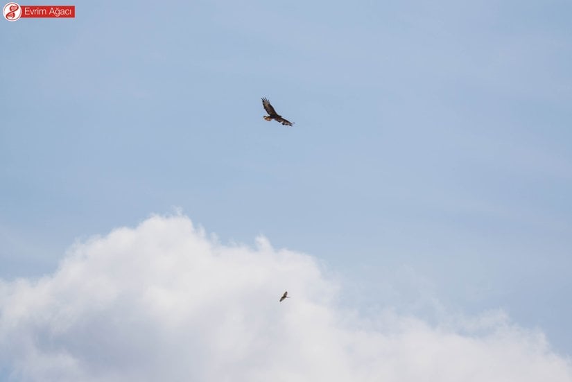 Yukarıda kızıl şahin (Buteo rufinus) ve aşağıda kerkenez (Falco tinnunculus) dansı.
