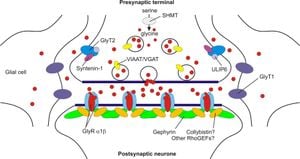 Understanding GlyT1's Role In Schizophrenia Treatment