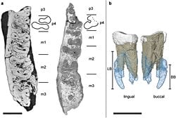 Yunanistan'da bulunan 7,175 milyon yaşındaki Graecopithecus freybergi fosili bir hominin miydi?