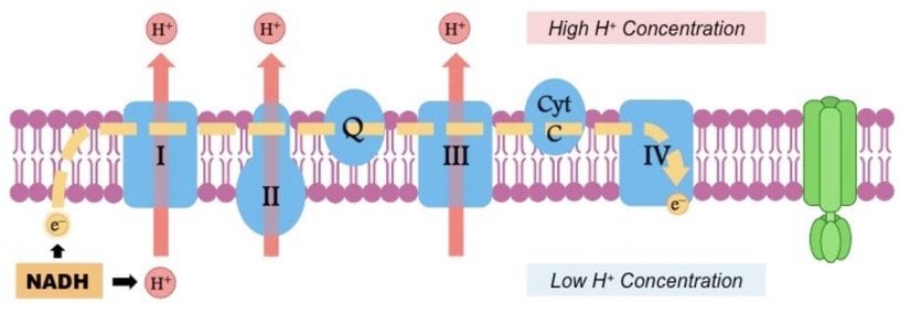 Elektron Taşıma Sistemi