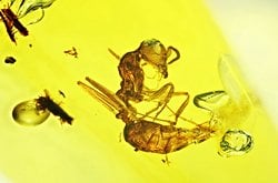 Erken Dönem Karıncaların Antenleri, Feromon Kullanarak İletişim Sağlıyor Olabilir!