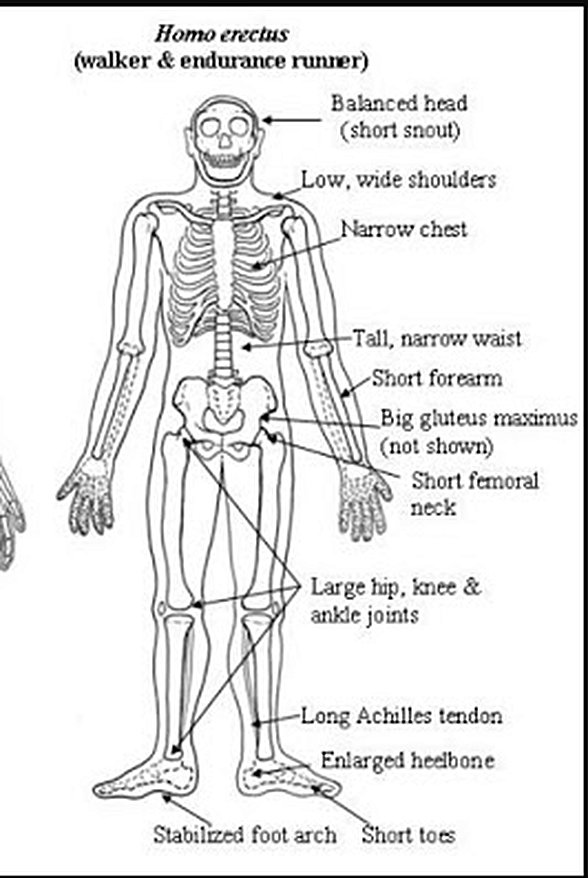 Australopithecines'den Homo erectus'a geçişi karakterize eden bazı anatomik değişiklikler