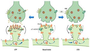 Optogenetic Stimulation Safeguards Neuronal Health After Injury