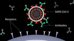 SARS-CoV-2'ye Karşı Üretilen Antikorları Diğerlerinden %100 Başarıyla Ayırabilen Test Geliştirildi!