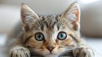 Oxford dictionary adds Filipino 'gigil' for extreme cuteness