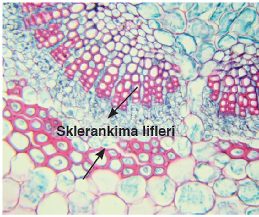 Sklerenkima lifleri.