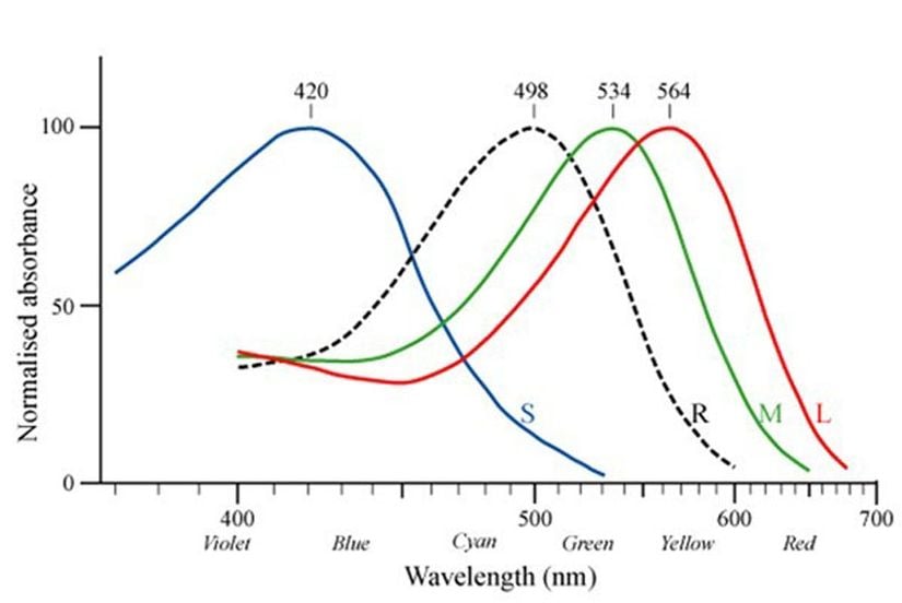 Şekil 4: İnsan retinasındaki üç konik opsin (S, M, L) ve bir rodopsinin maksimum dalgaboyu emilimleri arasındaki fark.