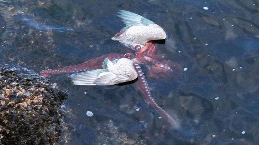 Her zaman kuşların, denizel canlıları avladığını mı sanıyorsunuz? Yanılıyorsunuz. Kimi zaman özgürlüğün sembolü kuşlar, denizlerden gelen saldırılar karşısında savunmasız kalabiliyor. Görselde, bir Büyük Pasifik Ahtapotu, bir martıyı avlamış ve yiyor. Yaklaşık 1 metre olan bu ahtapot, suyun kenarında hazırlıksız bekleyen martıyı neredeyse hiç zorlanmadan yakalayıp, suyun içerisinde boğarak öldürüyor. Bunun için yapışkan vantuzlarını kullanan ahtapot, öncelikle avını kafasından yakalayarak boynunu kırıyor, sonrasında ise avını yemek için suyun derinliklerine götürüyor.