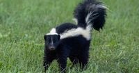 Ungrateful' Skunk Tries to Steal Skateboard After Being Rescued From Skate Bowl at 5 AM